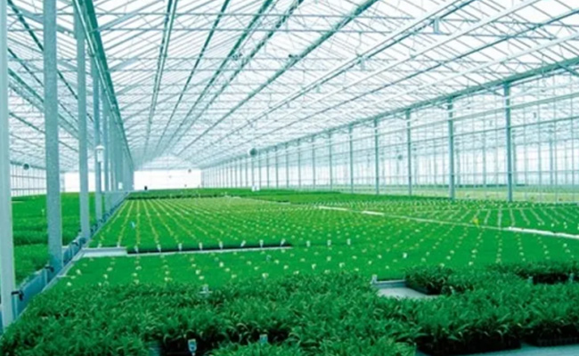玻璃温室里的农作物种植