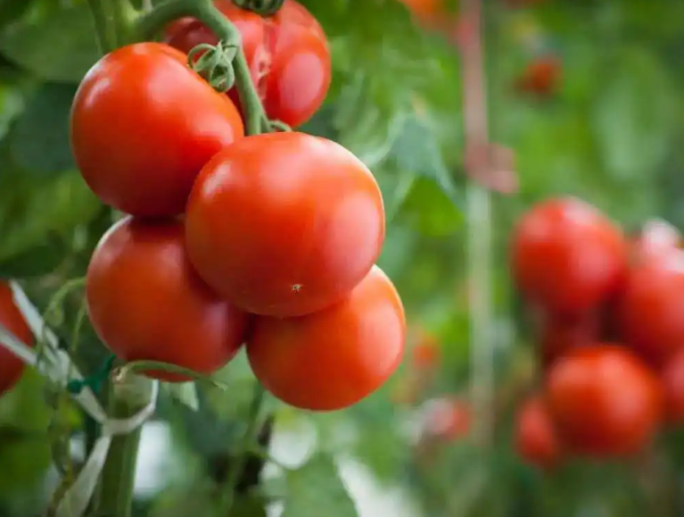 秋冬季智能温室该如何管理番茄