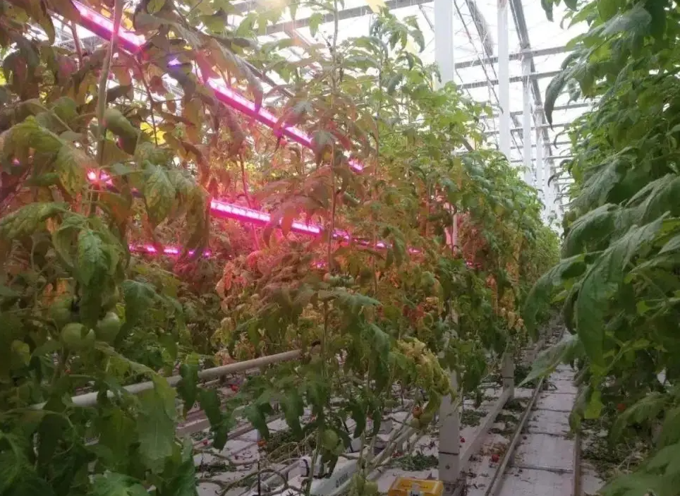 番茄种植大棚