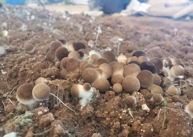 草菇种植