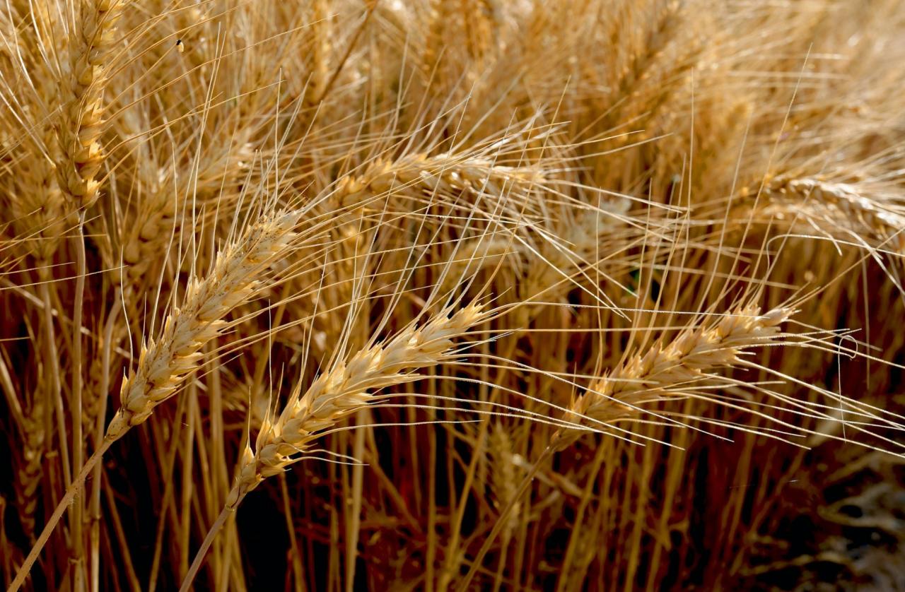 农业农村部：全国“三夏”大规模小麦机收全面展开