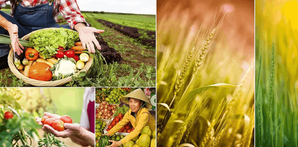 生态农业-可持续发展的明智选择