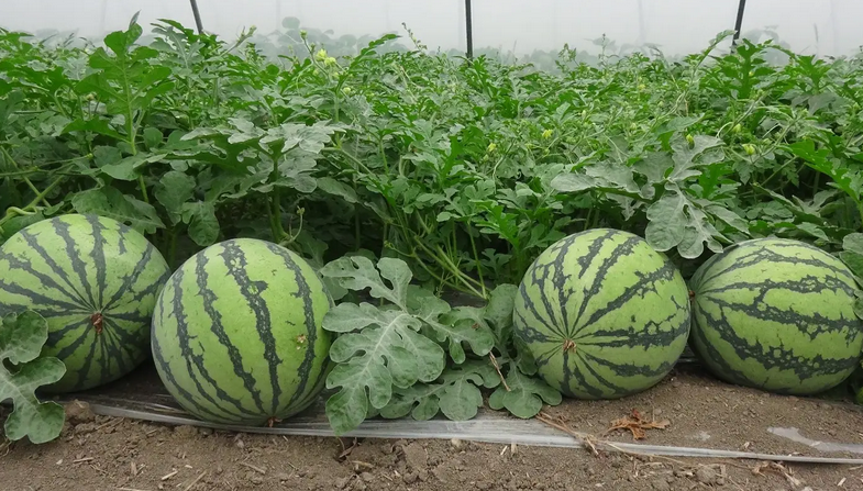 智能温室大棚种西瓜的方法