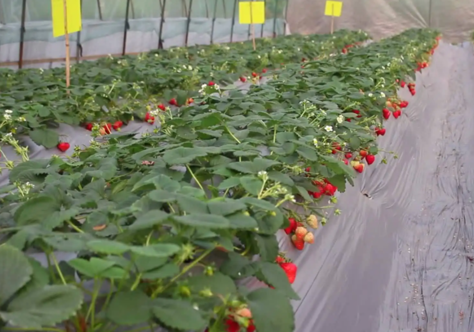 智能温室大棚种植草莓如何放蜂授粉