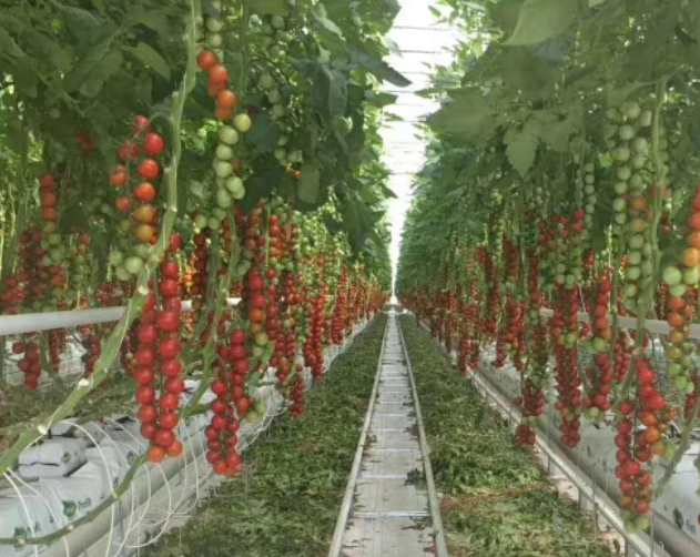 智能温室大棚种植番茄的管理重点