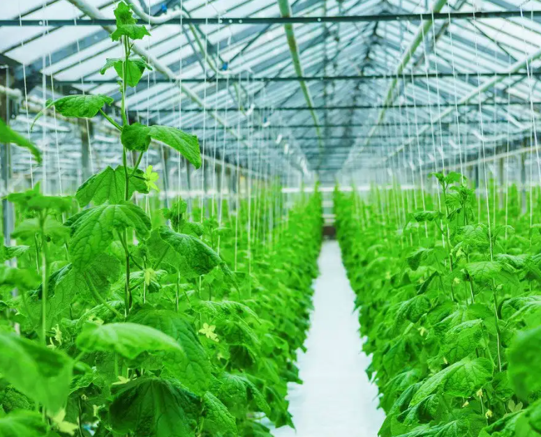 智能温室大棚下的蔬菜管理如何进行