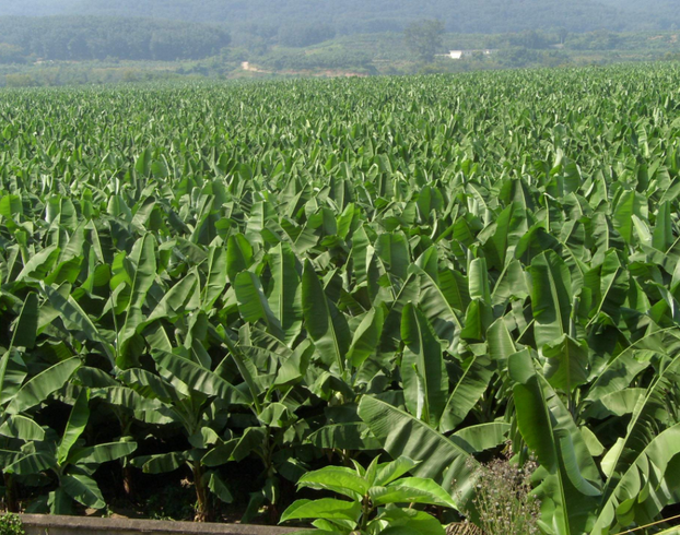 香蕉水肥一体化栽种方法