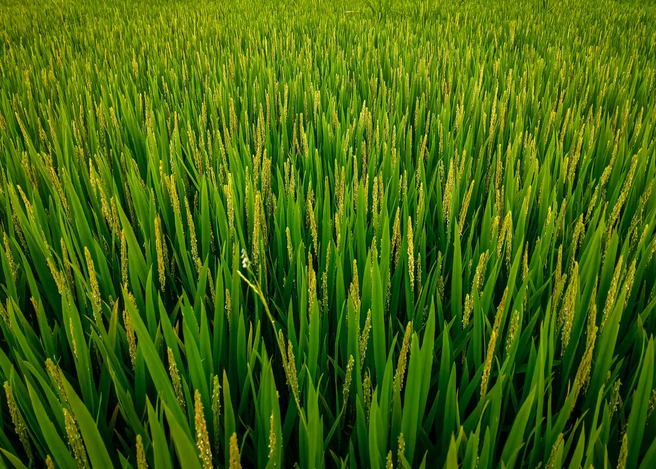 节水灌溉水稻的方法