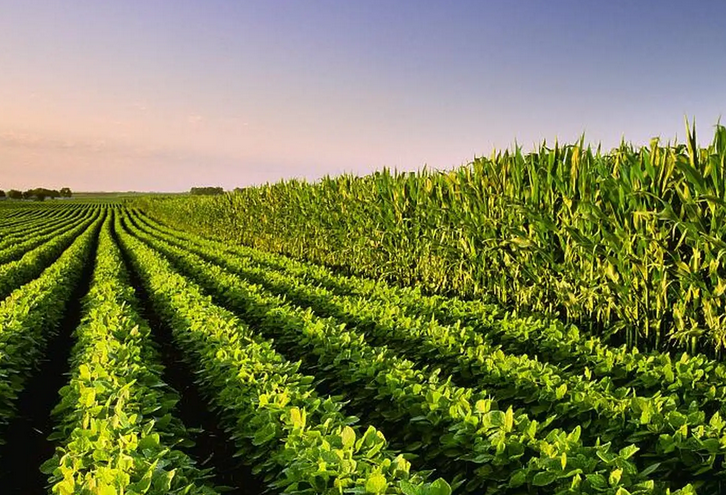 大豆-玉米带状复合种植田间配置技术