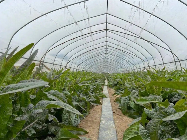 风雪天气智能日光温室蔬菜种植技术