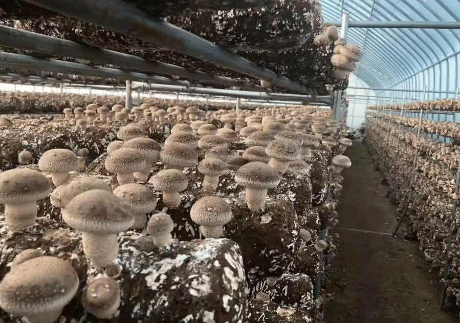 香菇发菌期管理
