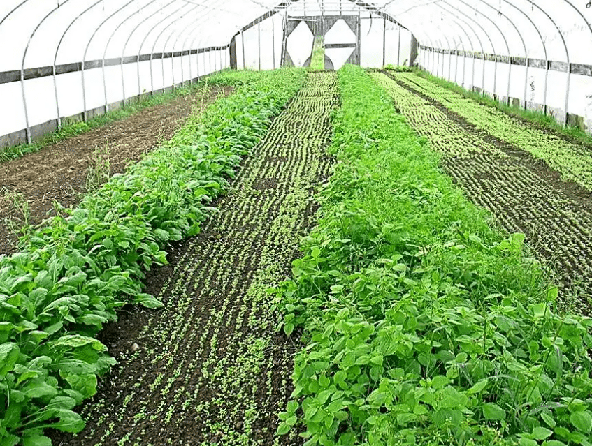 蔬菜种植大棚
