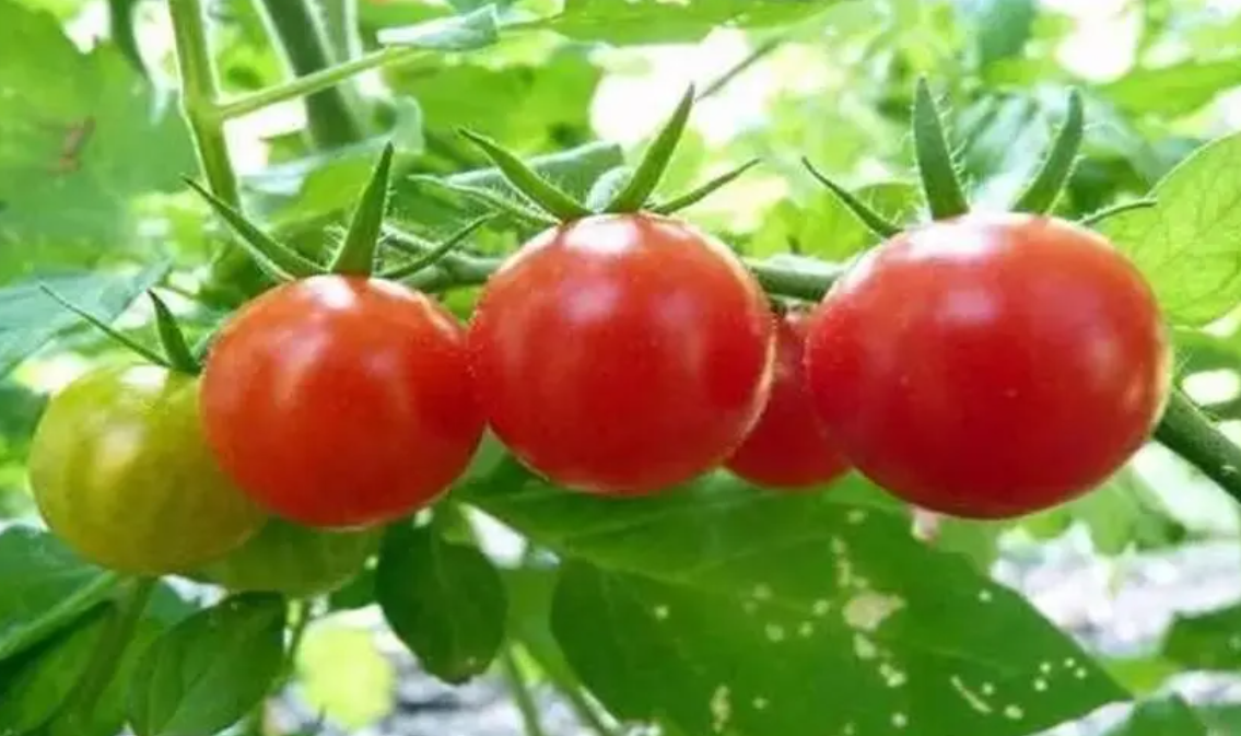 聚英智慧农业系统合理施肥，提升番茄产量