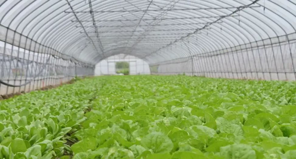 蔬菜智能温室大棚种植的配方施肥