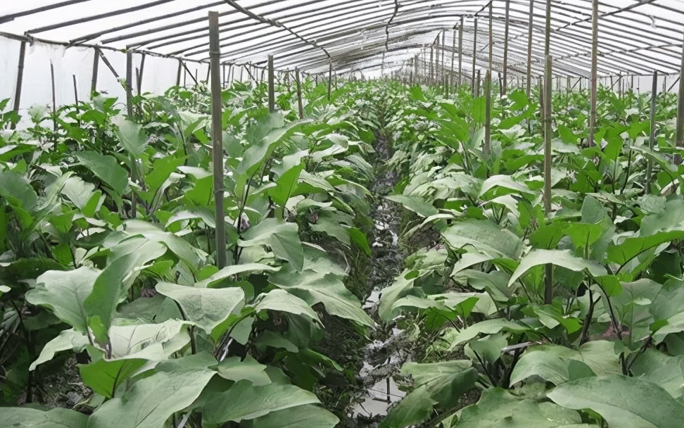 茄子种植大棚