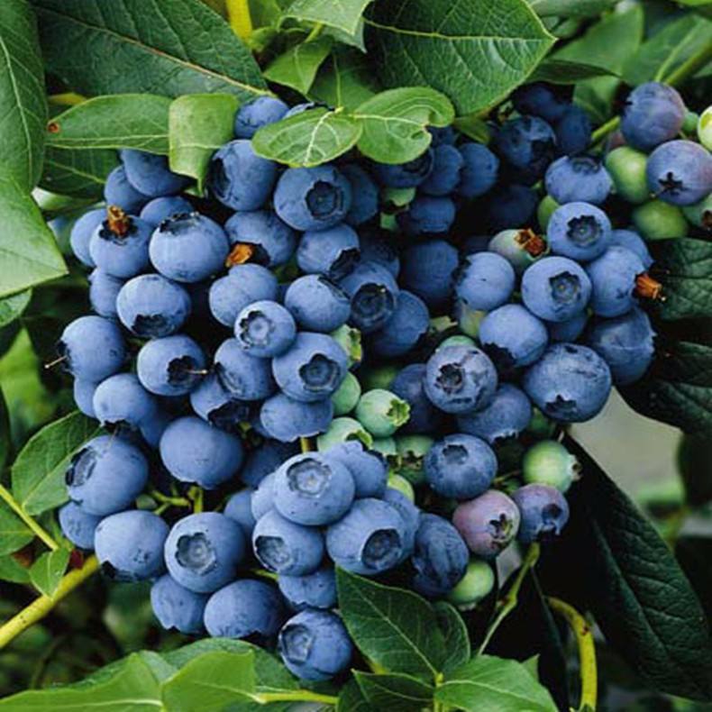蓝莓种植管理有方法