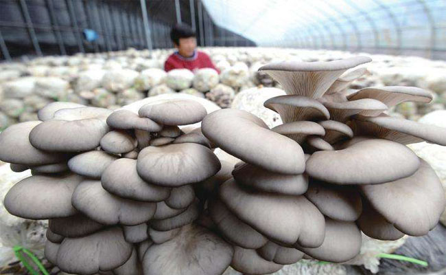 蘑菇智能温室大棚