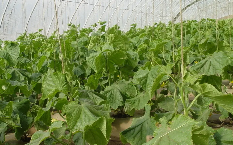 智能温室大棚种植黄瓜