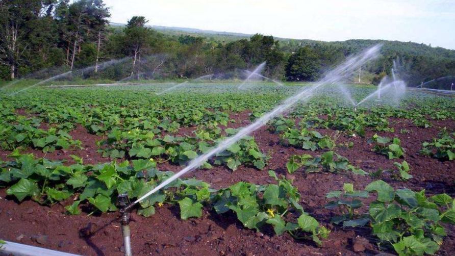 智能灌溉蔬菜