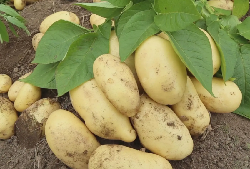 庄浪县：马铃薯全链条发展助农增收