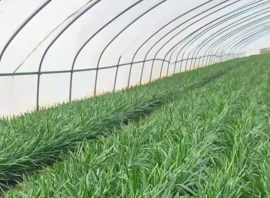 智能温室如何栽培优质高产韭菜