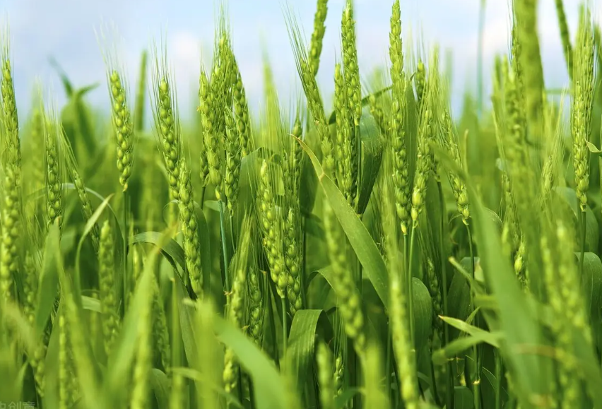 小麦主要病害及防治方法