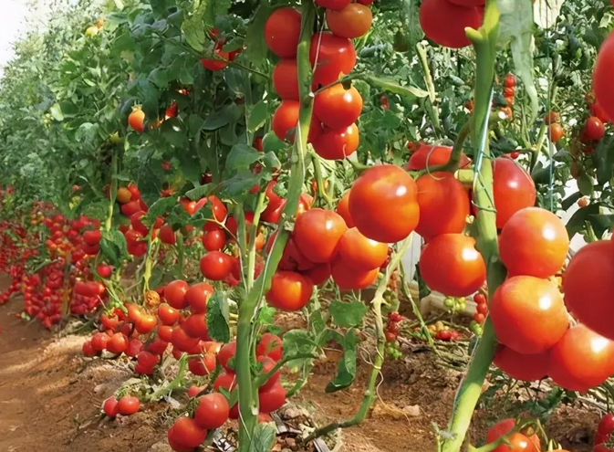 智能温室大棚这样提升西红柿产量