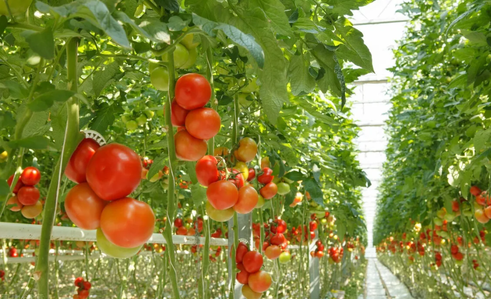智能温室大棚：番茄如何改善弱光症