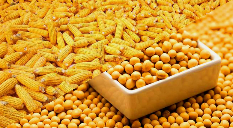 玉米大豆