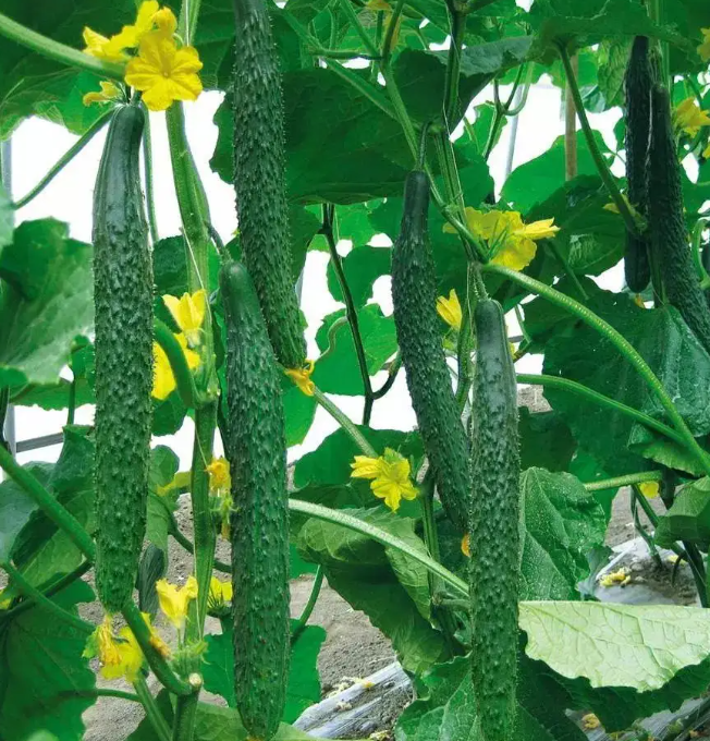 如何控制智能温室大棚黄瓜的温度 