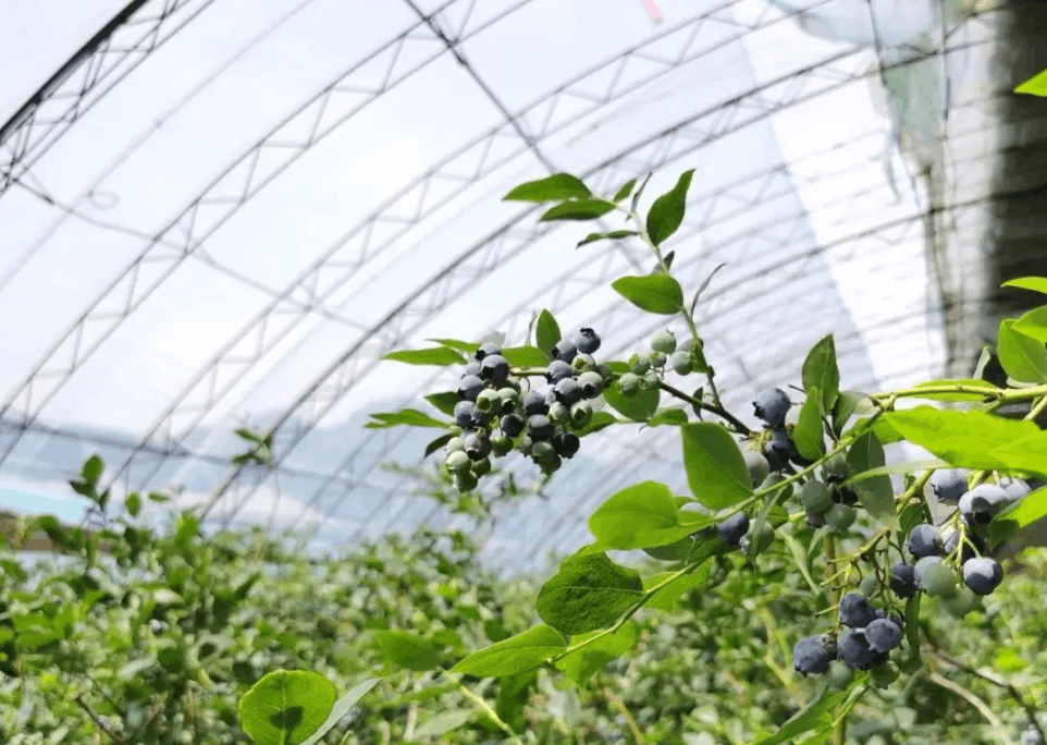 蓝莓种植大棚