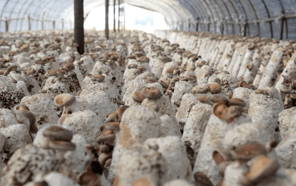 智能温室大棚种植香菇的温度管理