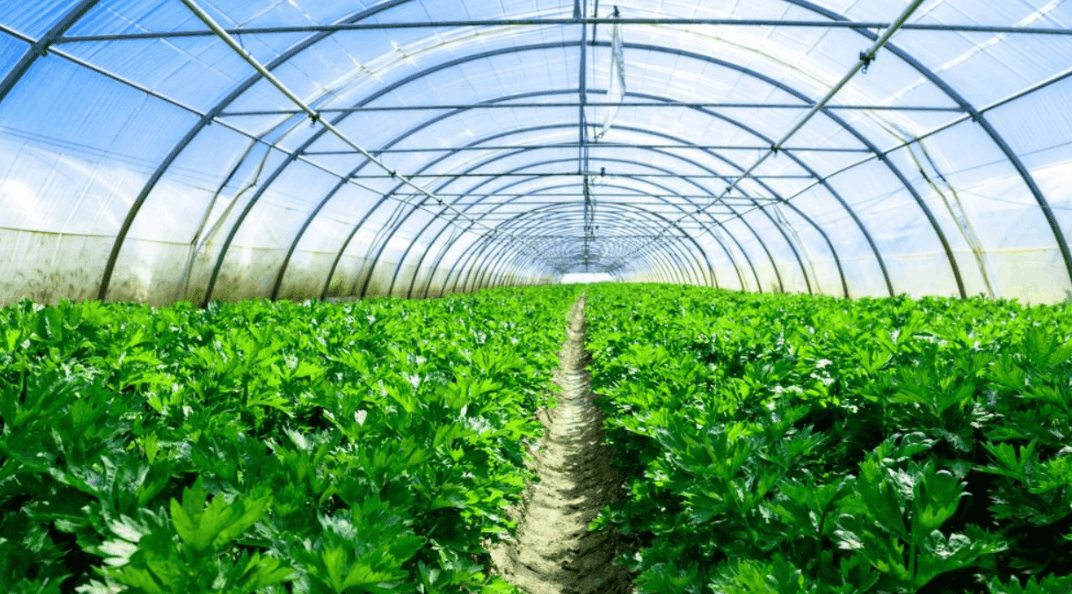 智能温室大棚芹菜亩产量一般多少斤