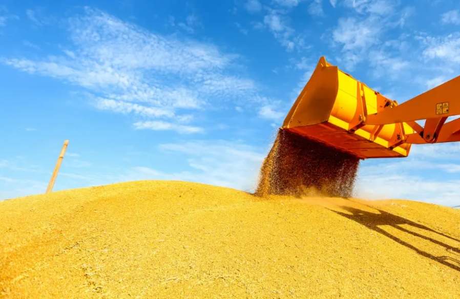 2022年小麦丰收在即 后期管理及收割需注意
