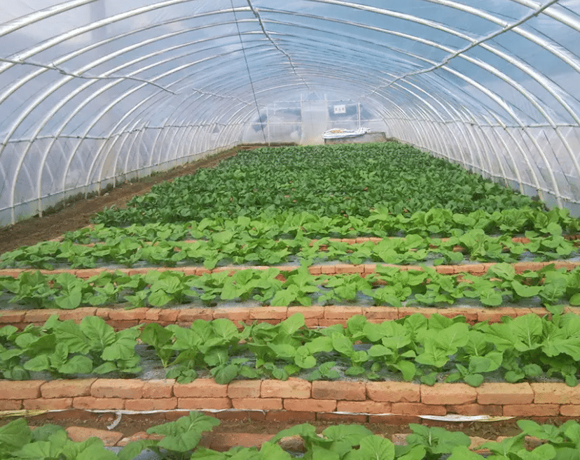 智能温室大棚蔬菜定植的注意事项