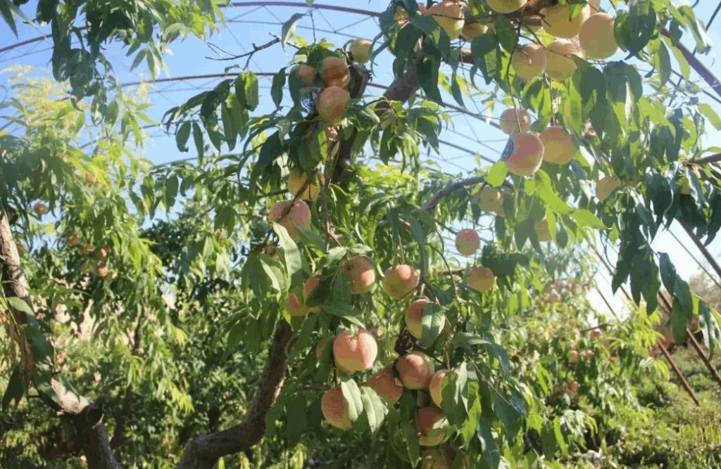 智能温室大棚栽培桃树