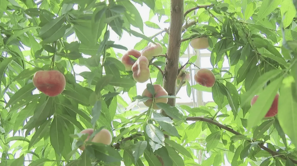 桃树栽培