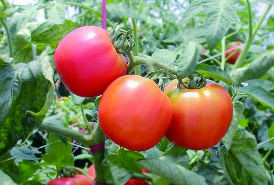 智能日光温室种植西红柿的技术要点