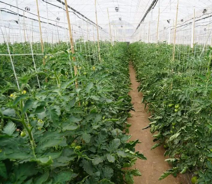 西红柿种植温室