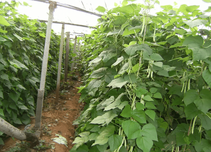 智能温室大棚种植芸豆的三大要点