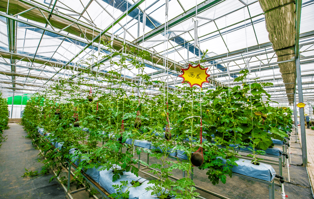 智能温室中栽培的西瓜技艺