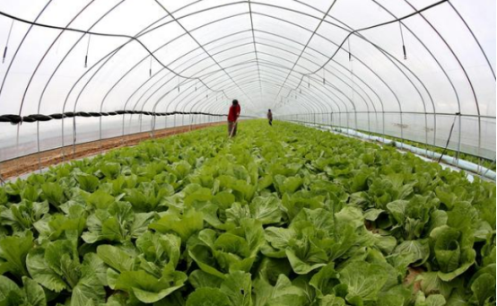 夏季白菜的栽培要点 聚英云农