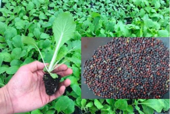 夏季白菜的栽培要点 聚英云农