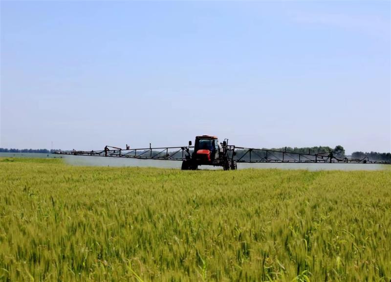 北大荒集团红星农场有限公司2.75万亩有机小麦进入旺盛的生长期