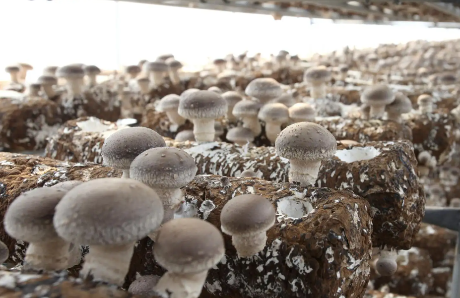 秋冬季智能大棚种蘑菇的操作要点
