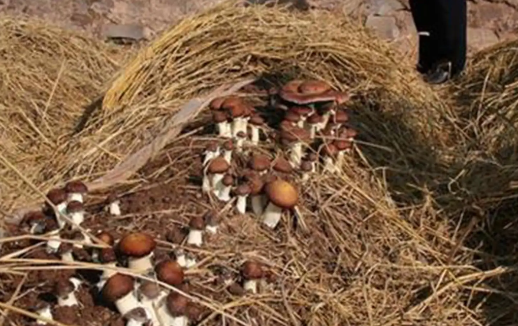 蘑菇种植大棚