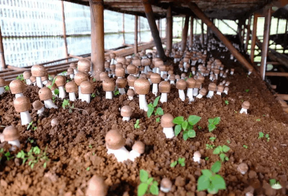 蘑菇大棚种植