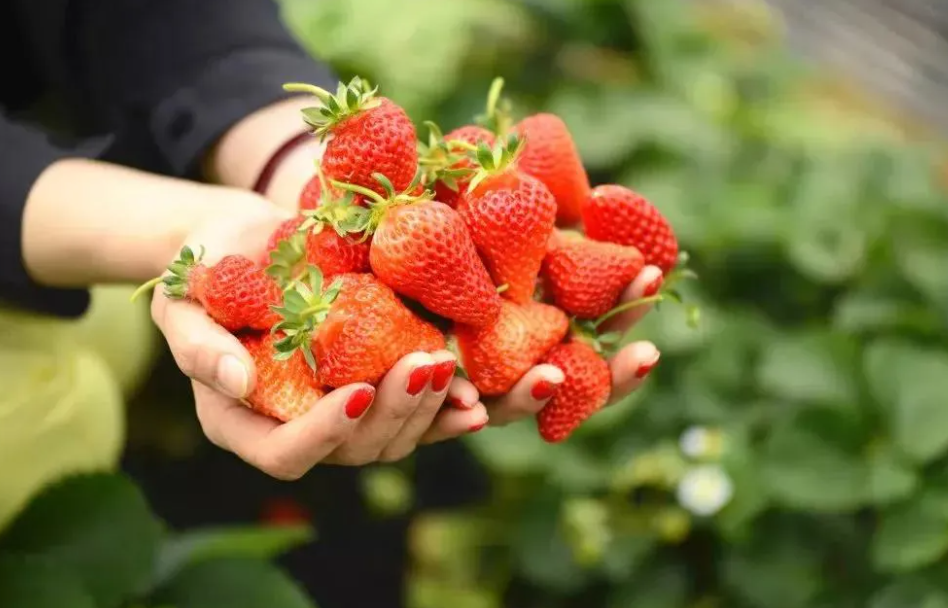 温室大棚如何智能管理草莓花期