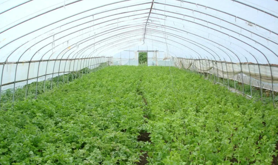 冬春两季智能温室的蔬菜施肥要点