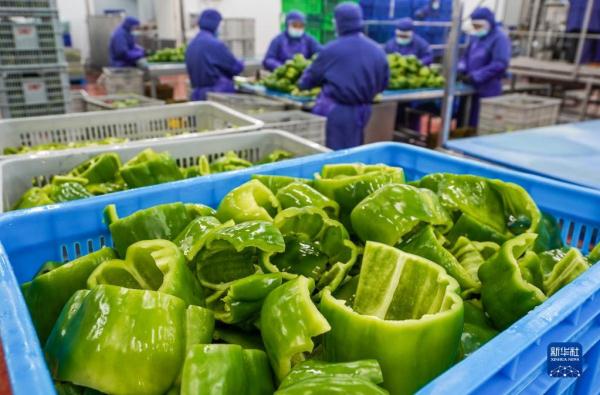 工人在海门现代农业产业示范园内一家蔬菜加工公司生产线上工作